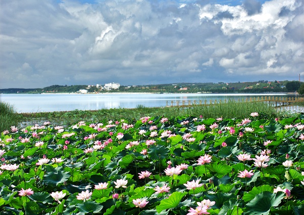 莫愁湖湿地公园何冰摄.jpg